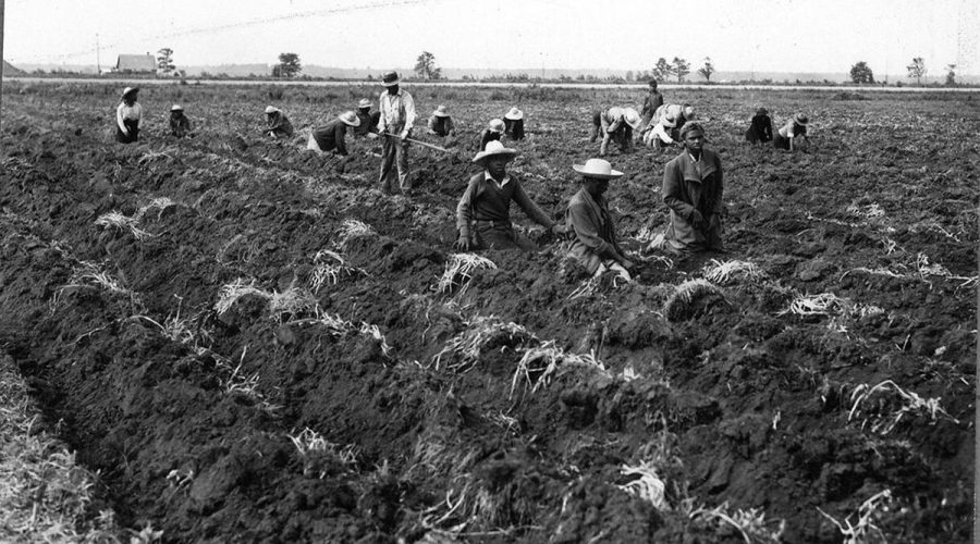 Workers dig tulip bulbs on the Van Dorp family’s flower farm in Terra Ceia, 1941. Courtesy, State Archives of North Carolina
