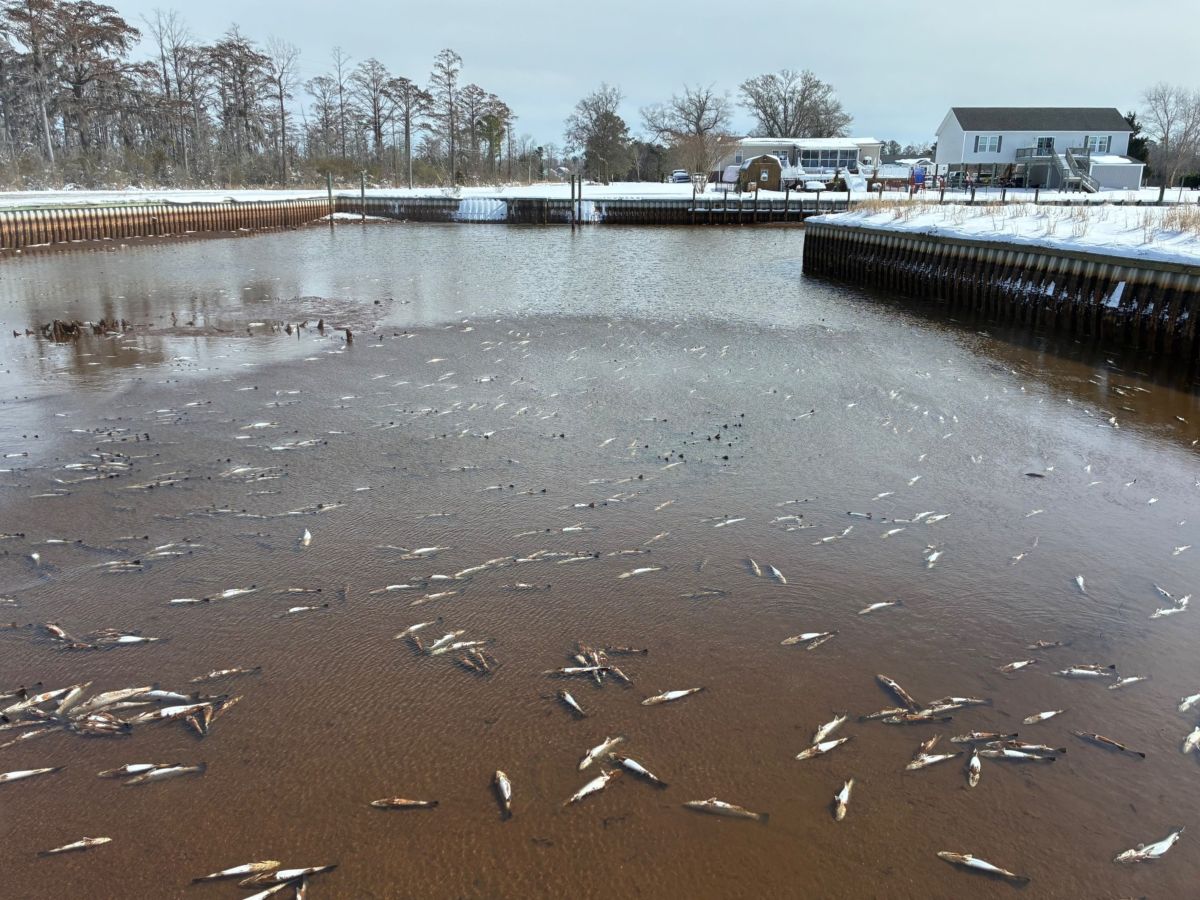 Extreme cold in early February leads to widespread cold-stun events, including the one shown here, across coastal North Carolina. Photo: DMF