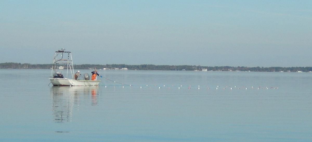 Here on Core Sound, and in many places, the preferred method for catching mullet is “strike-netting,” requiring a fast, shallow-draft boat, a high vantage point to spot the schools, and the equipment and skill required to encircle a school with a gill-net mounted with plenty of floats, in hopes of discouraging them from jumping over the net. In states like Florida that have outlawed gill nets, stealthy cast-netters can still catch a few. Photo: David Burney