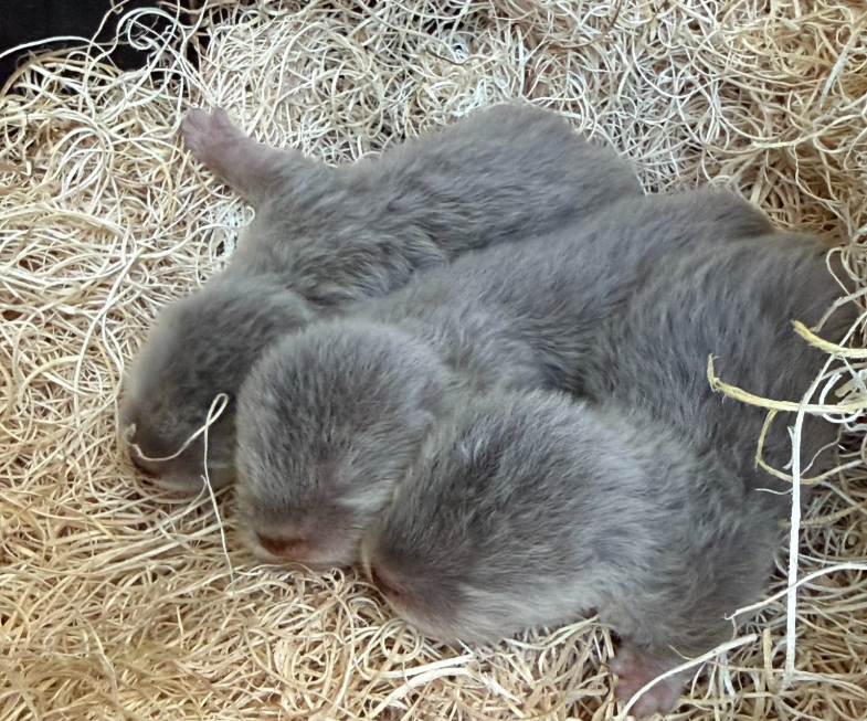 This trio of male Asian small-clawed otter pups were born in early December at the Fort Fisher Aquarium in Kure Beach. Photo: N.C. Aquarium at Fort Fisher