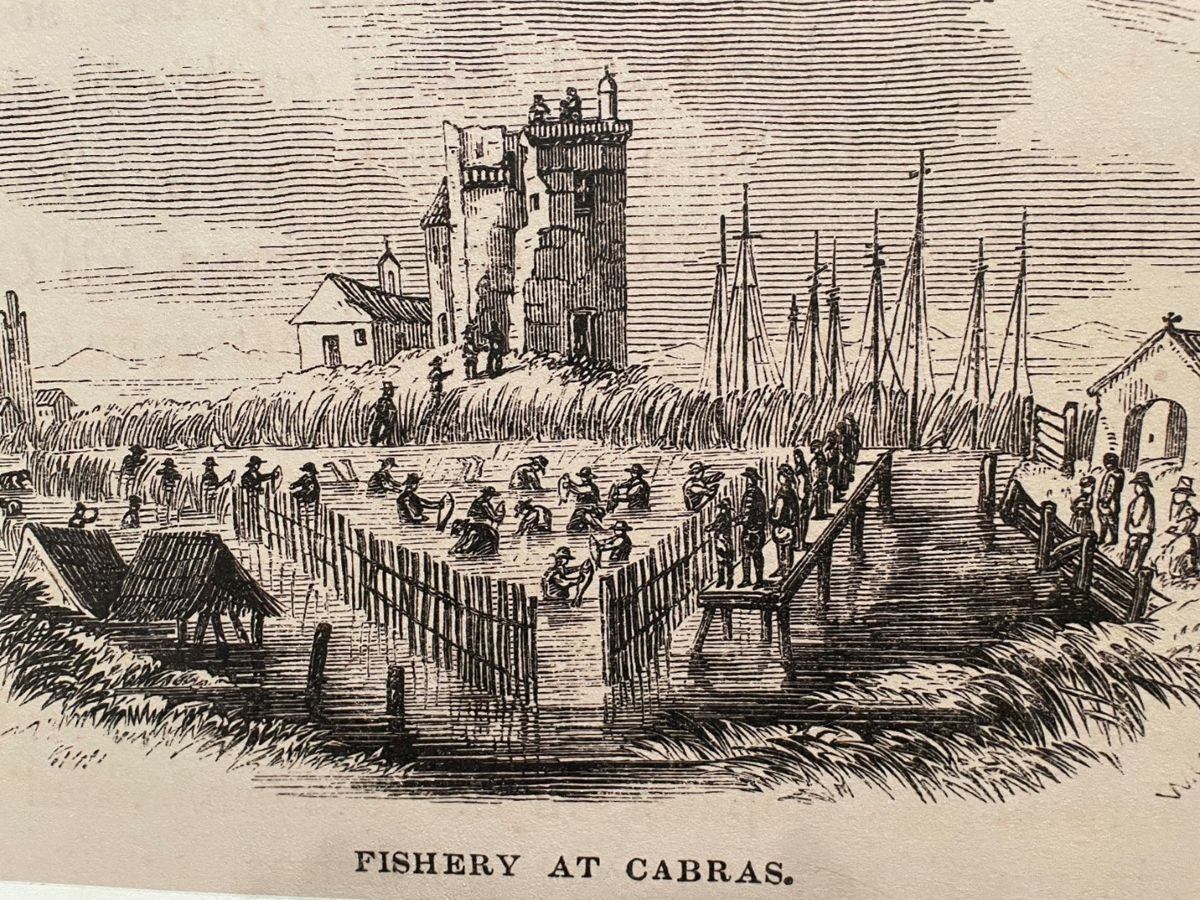 Drawing from an 1849 book by John Warre Tyndale showing corralled mullet being taken out by hand. This system is similar to modern pound-nets on Core Sound, and to a Native American technique pictured in the late 1500s by John White of Lost Colony fame.