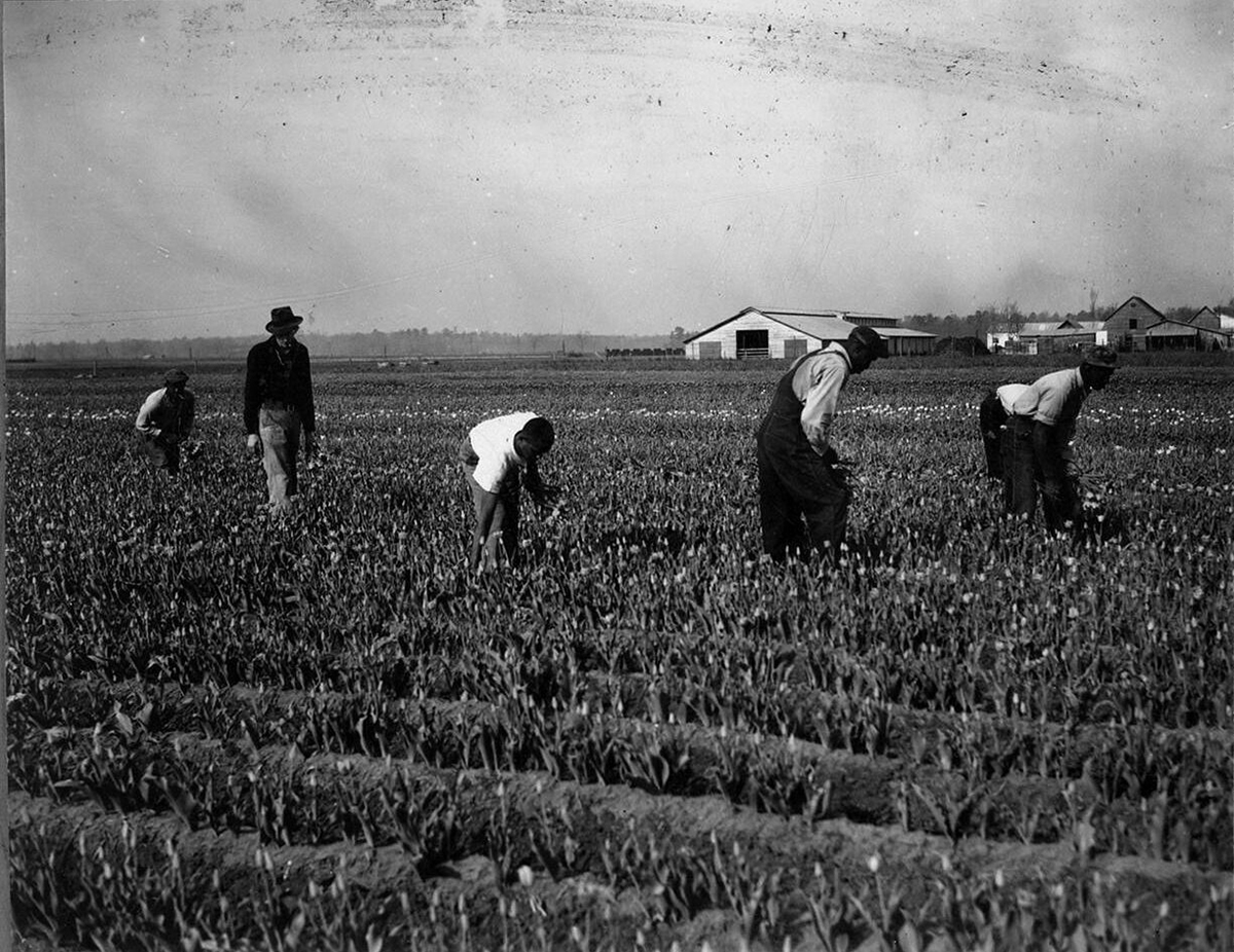 Another view of workers on the Van Dorp family’s flower farm in Tera Ceia, 1941. Photo courtesy, State Archives of North Carolina
