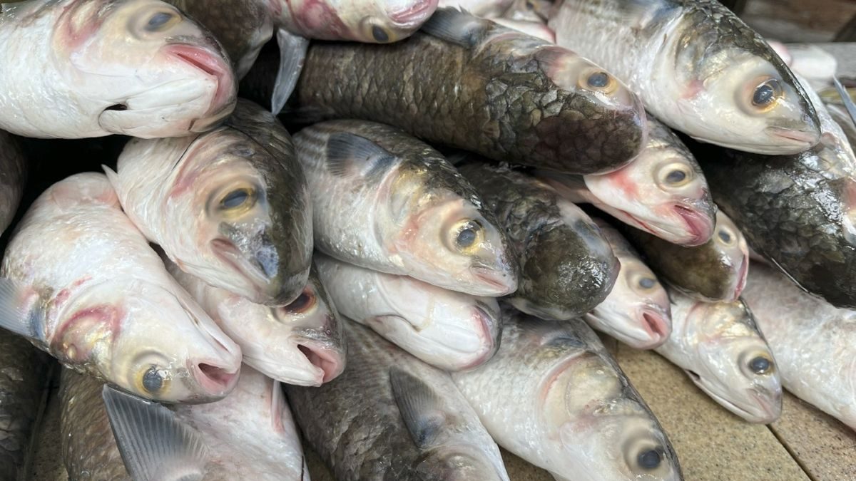 Torpedo-shaped, flat-headed, and with huge eyes and a triangular mouth, the mullet may not be all that pretty, but its rich flavor and nutritional value invite comparisons to salmon. Even though it normally shuns the fisherman’s baited hook, its jumping abilities are legendary, and it is found in warm coastal waters worldwide. Photo: Barbara Garrity-Blake