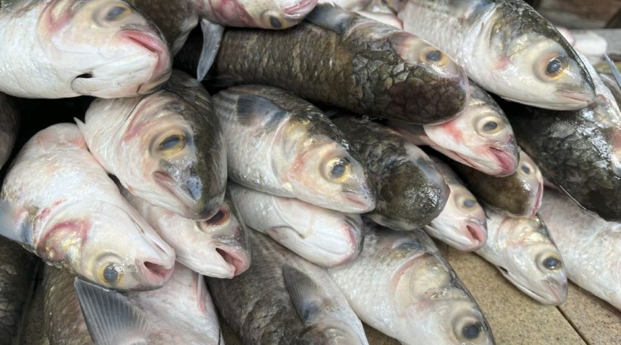 Torpedo-shaped, flat-headed, and with huge eyes and a triangular mouth, the mullet may not be all that pretty, but its rich flavor and nutritional value invite comparisons to salmon. Even though it normally shuns the fisherman’s baited hook, its jumping abilities are legendary, and it is found in warm coastal waters worldwide. Photo: Barbara Garrity-Blake