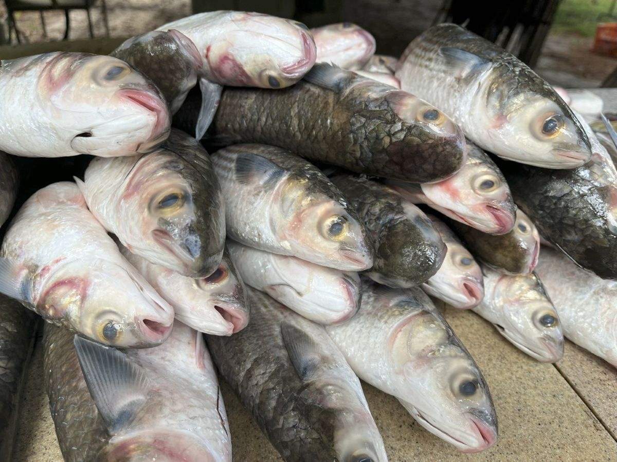 Torpedo-shaped, flat-headed, and with huge eyes and a triangular mouth, the mullet may not be all that pretty, but its rich flavor and nutritional value invite comparisons to salmon. Even though it normally shuns the fisherman’s baited hook, its jumping abilities are legendary, and it is found in warm coastal waters worldwide. Photo: Barbara Garrity-Blake 