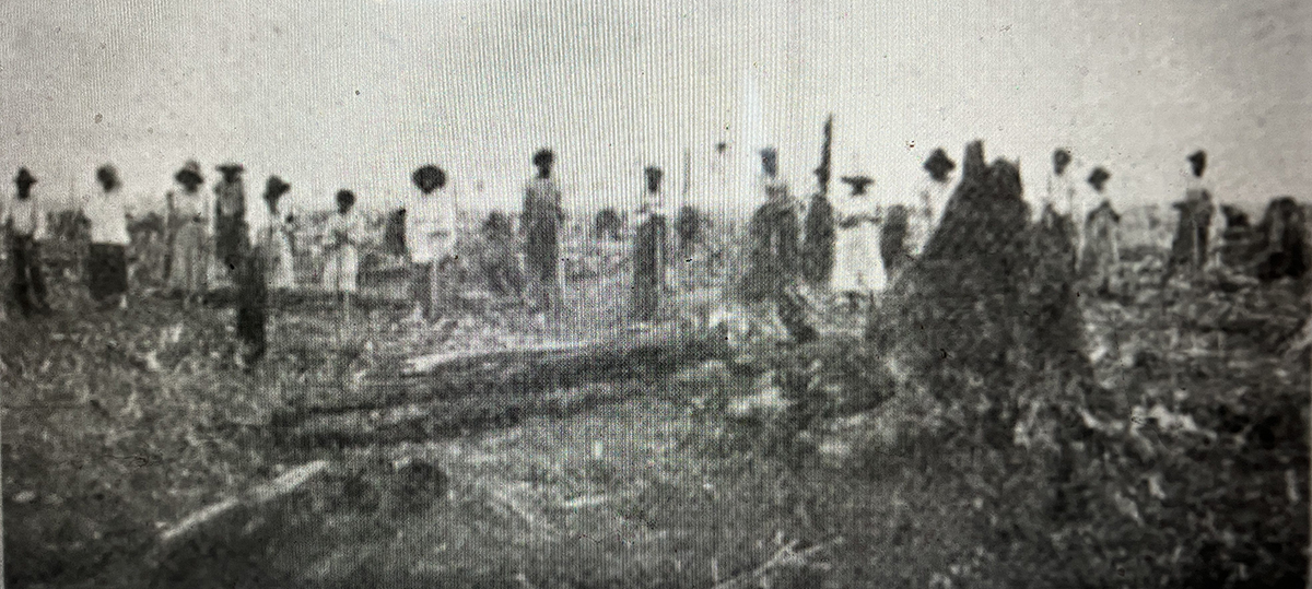 African American workers plant “stick corn” at or near Terra Ceia, ca. 1910. In July 1918, a journal called Cut-Over Lands (Vol. 1, No. 4) described how the Wilkinson brothers used the planting of stick corn at two locales near the Pungo River – Potter Farms and Terra Ceia – as the final step in converting the swamp forest into agricultural fields.