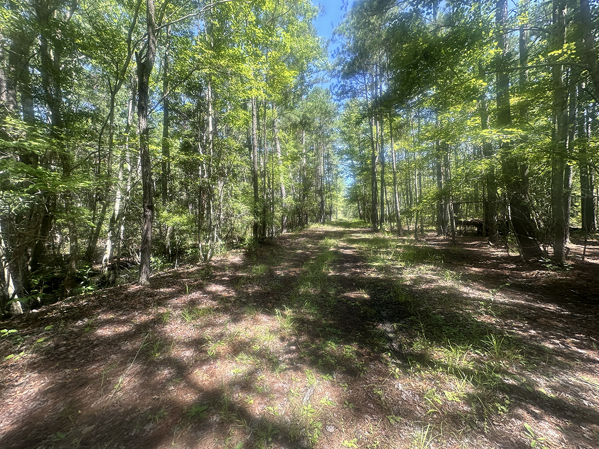The North Carolina Coastal Federation took ownership of the Tyrrell County property as part of its Land for a Healthy Coast program, an initiative to secure and steward lands that play an outsized role in protecting estuaries, reducing polluted runoff, buffering floods, and strengthening long-term coastal resilience. Photo: North Carolina Coastal FederationThe North Carolina Coastal Federation took ownership of the Tyrrell County property as part of its Land for a Healthy Coast program, an initiative to secure and steward lands that play an outsized role in protecting estuaries, reducing polluted runoff, buffering floods, and strengthening long-term coastal resilience. Photo: North Carolina Coastal Federation