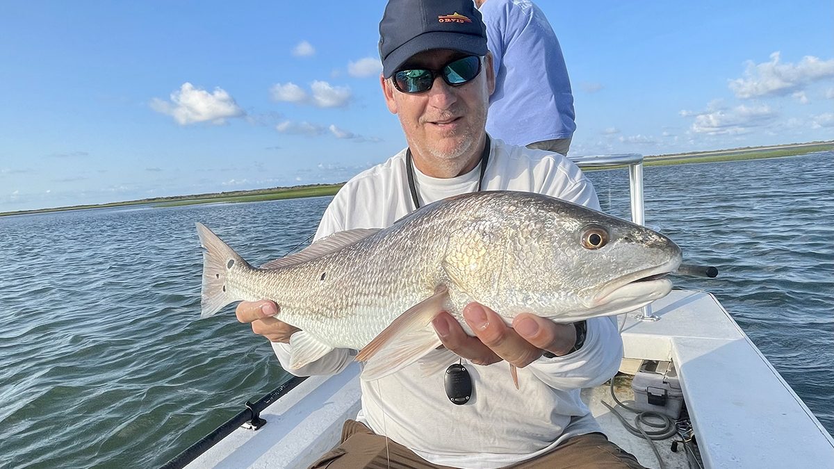 Red drum are healthy and well fed this time of year. Photo: Gordon Churchill