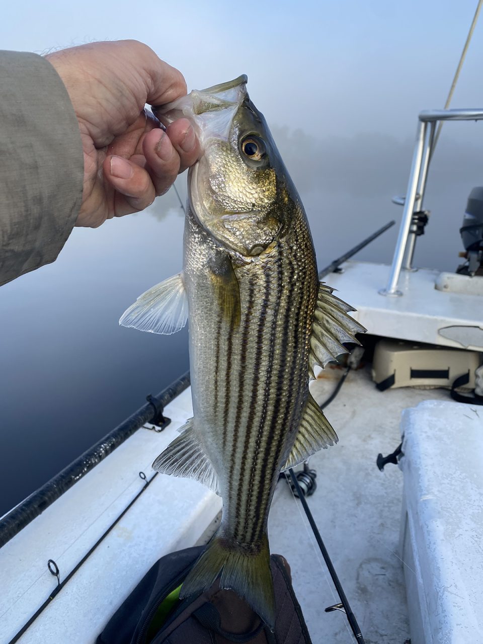 Striped bass are welcome springtime visitors. Photo: Gordon Churchill