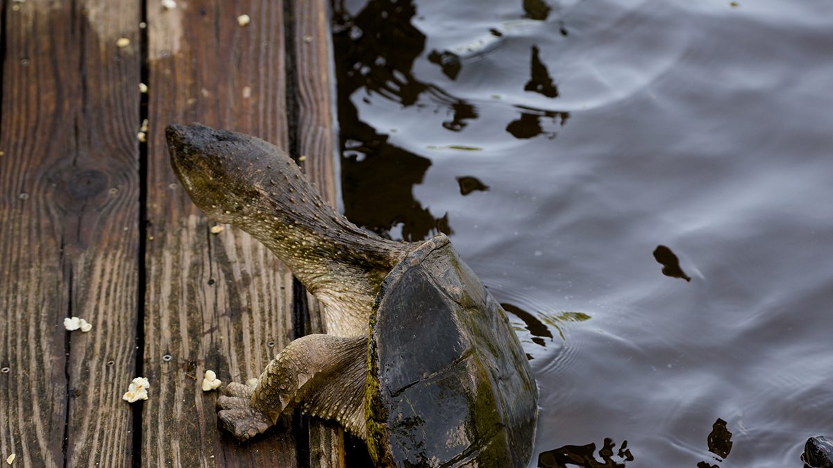 A snapping turtle climbs from the water for a snack recently at Sandy Run Park in Kitty Hawk. The park at 4343 The Woods Road offers public access to the Kitty Hawk Woods Maritime Forest, a half-mile nature trail with a pair of gazebos, canoe or kayak access, a nature observation tower, a catch and release fishing pier, picnic tables, benches and interpretive signage. While Sandy Run Park is home to friendly turtles, visitors are asked to not feed them. Photo: Kip Tabb
