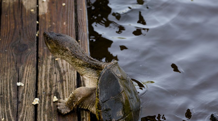 A snapping turtle climbs from the water for a snack recently at Sandy Run Park in Kitty Hawk. The park at 4343 The Woods Road offers public access to the Kitty Hawk Woods Maritime Forest, a half-mile nature trail with a pair of gazebos, canoe or kayak access, a nature observation tower, a catch and release fishing pier, picnic tables, benches and interpretive signage. While Sandy Run Park is home to friendly turtles, visitors are asked to not feed them. Photo: Kip Tabb