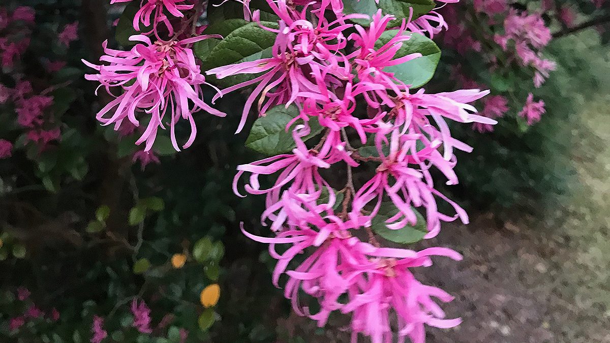 Burgundy loropetalum, or Loropetalum chinense, is absolutely gorgeous, but disregard the growth recommendations on the purchase tag. This plant can get huge, so give it plenty of room to grow and it will reward you well. Another caution: This plant can cause allergic reactions in some people. Photo: Heidi Skinner
