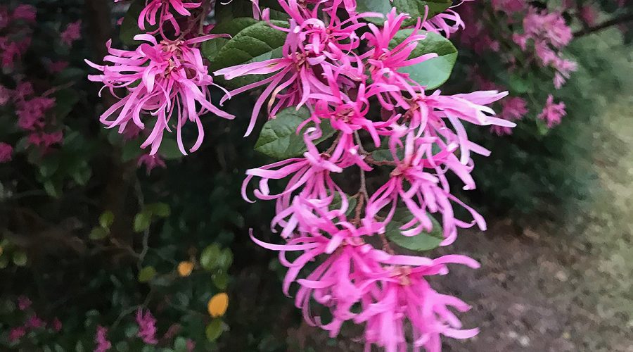 Burgundy loropetalum, or Loropetalum chinense, is absolutely gorgeous, but disregard the growth recommendations on the purchase tag. This plant can get huge, so give it plenty of room to grow and it will reward you well. Another caution: This plant can cause allergic reactions in some people. Photo: Heidi Skinner