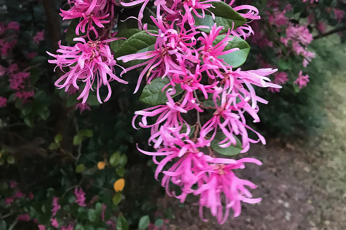 Burgundy loropetalum, or Loropetalum chinense, is absolutely gorgeous, but disregard the growth recommendations on the purchase tag. This plant can get huge, so give it plenty of room to grow and it will reward you well. Another caution, this plant can cause allergic reactions in some people. Photo: Heidi Skinner