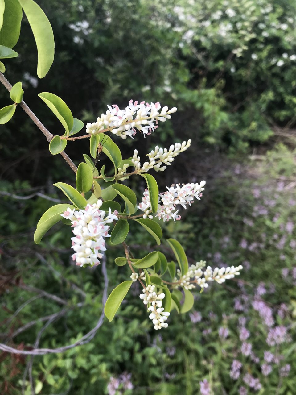 Privet, or Ligustrum sinense, while beautiful and fragrant, can quickly take over, crowding out native species. Photo: Heidi Skinner