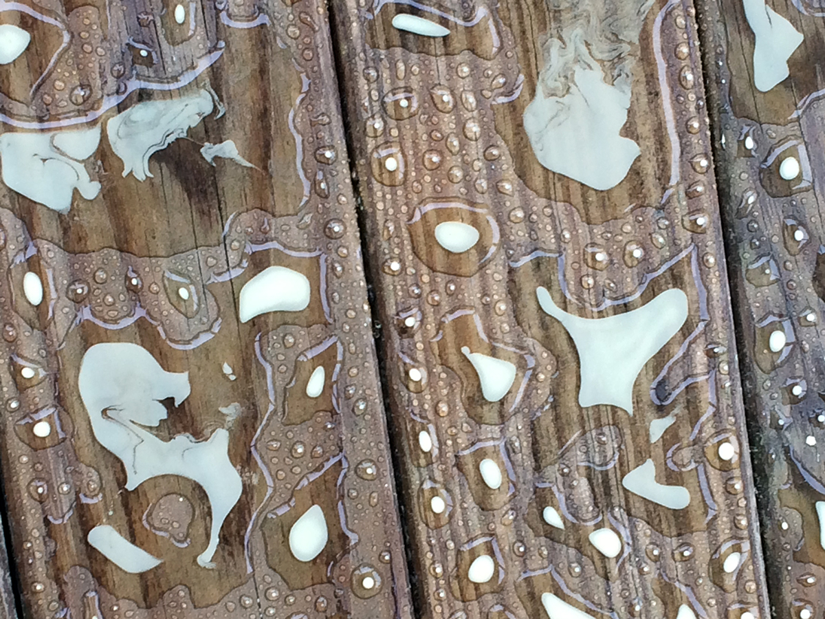 Rain corrals pollen on the planks of a deck earlier this month. Photo: Heidi Skinner