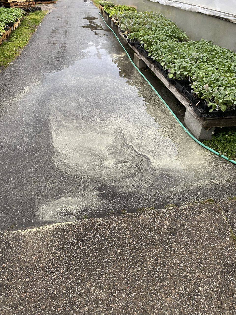 Pollen paints an abstract design in a puddle Saturday at the Newport Garden Center. Photo: Heidi Skinner