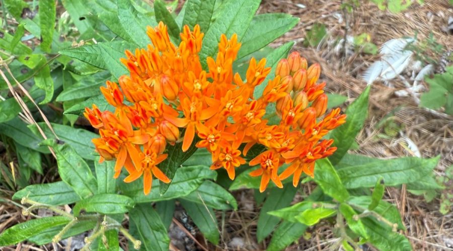 Naturalized native orange butterfly weed (Asclepias tuberosa). Photo: Lila Mill