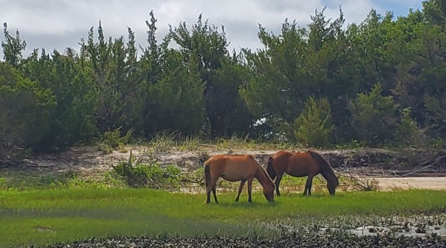 Two wild horses graze on the Rachel Carson Reserve in Beaufort. Photo: NC Maritime Museums