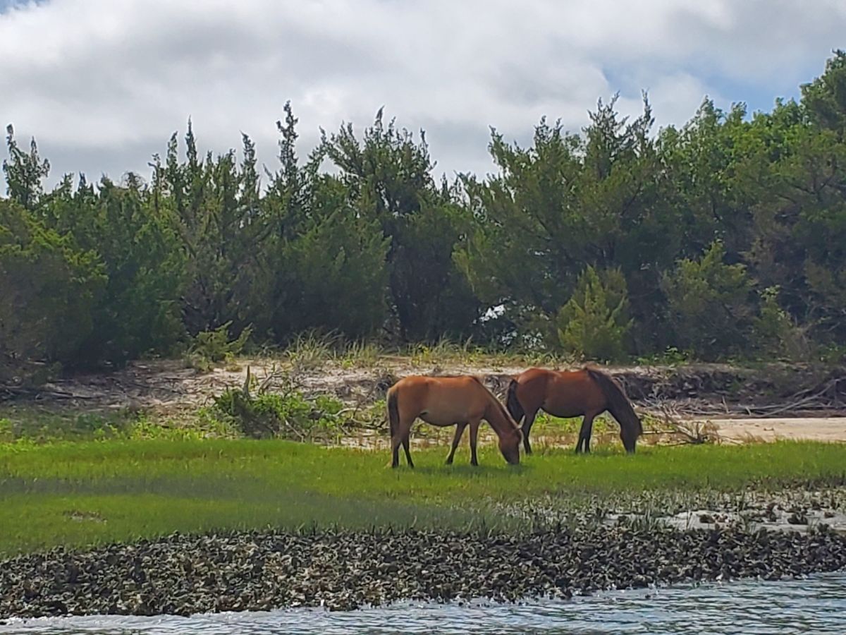 Two wild horses graze on the Rachel Carson Reserve in Beaufort. Photo: NC Maritime Museums