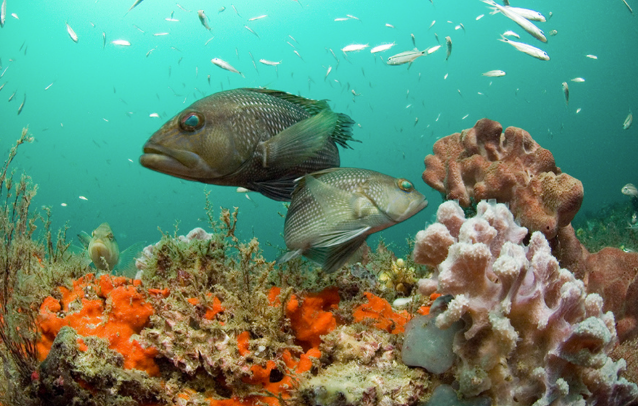 Recreational fishing season for black sea bass in federal waters of the South Atlantic opens April 1. Photo: National Oceanic and Atmospheric Administration Fisheries