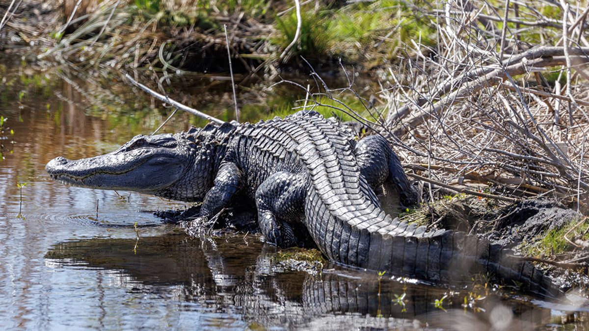 An American alligator sunning at North River Wetlands Preserve in Carteret County slides in for a dip recently as March temperatures rose. Photo: Doug Waters