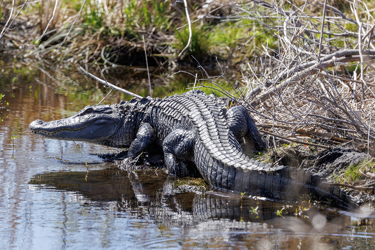 An American alligator sunning at North River Wetlands Preserve in Carteret County slides in for a dip recently as March temperatures rose. Photo: Doug Waters