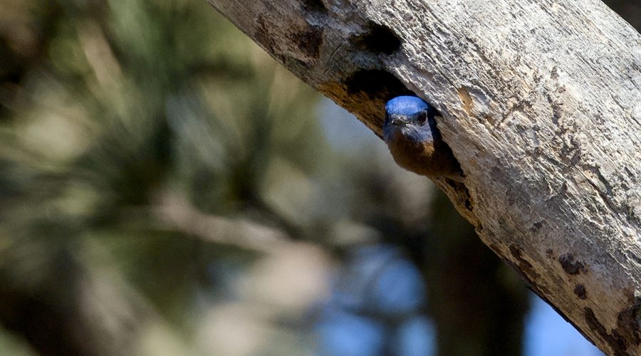 A brightly hued eastern bluebird peeks out from a knothole in a tree at the Dare County Arboretum and Teaching Garden in Kill Devil Hills. Male bluebirds tend to draw attention to themselves at their nest cavities in this way to lure potential mates, according to Cornell Lab. Dare County Extension Master Gardener volunteers maintain the arboretum garden at 300 Mustian St. Photo: Kip Tabb