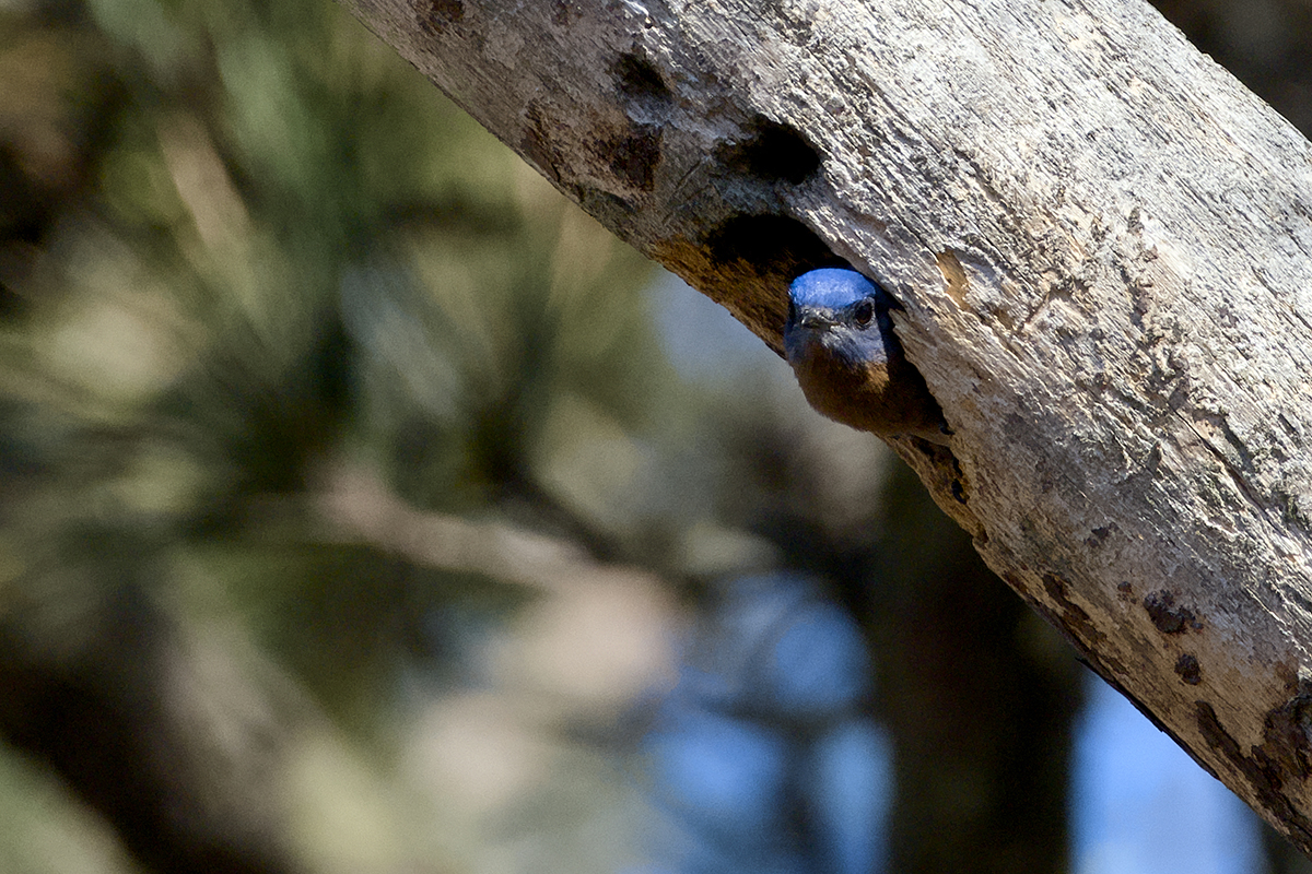 A brightly hued eastern bluebird peeks out from a knothole in a tree at the Dare County Arboretum and Teaching Garden in Kill Devil Hills. Male bluebirds tend to draw attention to themselves at their nest cavities in this way to lure potential mates, according to Cornell Lab. Dare County Extension Master Gardener volunteers maintain the arboretum garden at 300 Mustian St. Photo: Kip Tabb