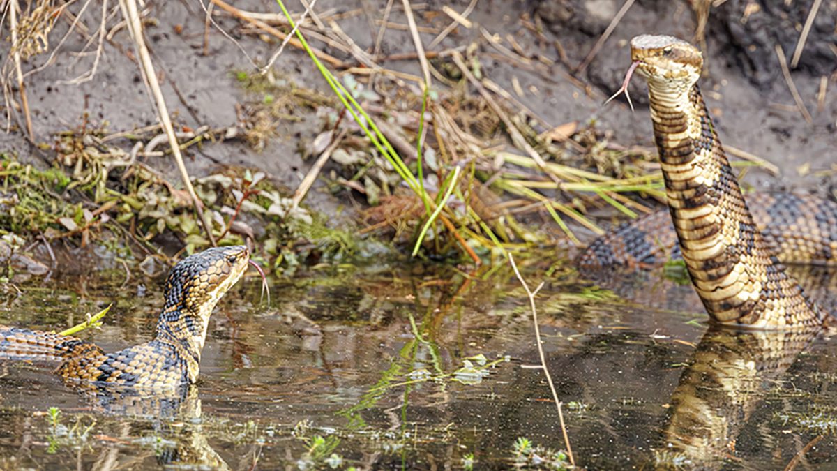 Two cottonmouths, aka water moccasins and known scientifically as Agkistrodon piscivorus, came face to face while foraging Sunday at the North Carolina Coastal Federation’s 6,000-acre North River Wetlands Preserve, with one rising up and the other backing down. One of six venomous snakes in North Carolina, the cottonmouth is the most aquatic, preferring wetter habitats. It's a pit viper, having a pit on its face that senses heat. The North Carolina Wildlife Resources Commission offers tips on how to coexist with snakes. Photo: Doug Waters