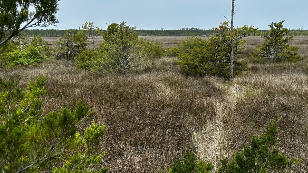 The North Carolina Coastal Federation Expands North River Wetlands Preserve, shown in this image, to nearly 7,000 acres. Photo: N.C. Coastal Federation