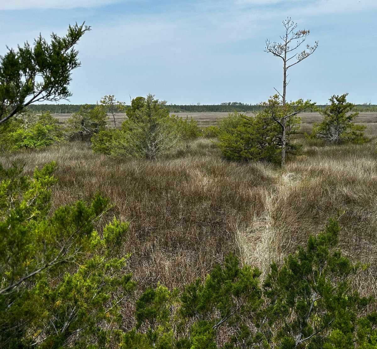 The North Carolina Coastal Federation Expands North River Wetlands Preserve, shown in this image, to nearly 7,000 acres. Photo: N.C. Coastal Federation