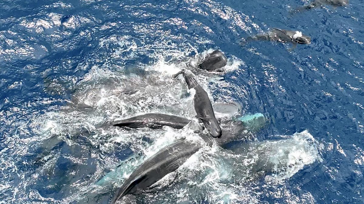 Female sperm whales lift a newborn sperm whale calf above water until it is able to swim on its own. Photo: Project CETI