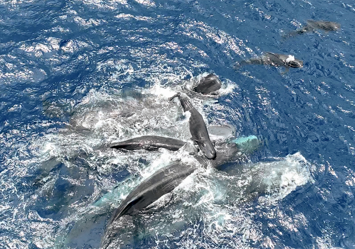 Female sperm whales lift a newborn sperm whale calf above water until it is able to swim on its own. Photo: Project CETI