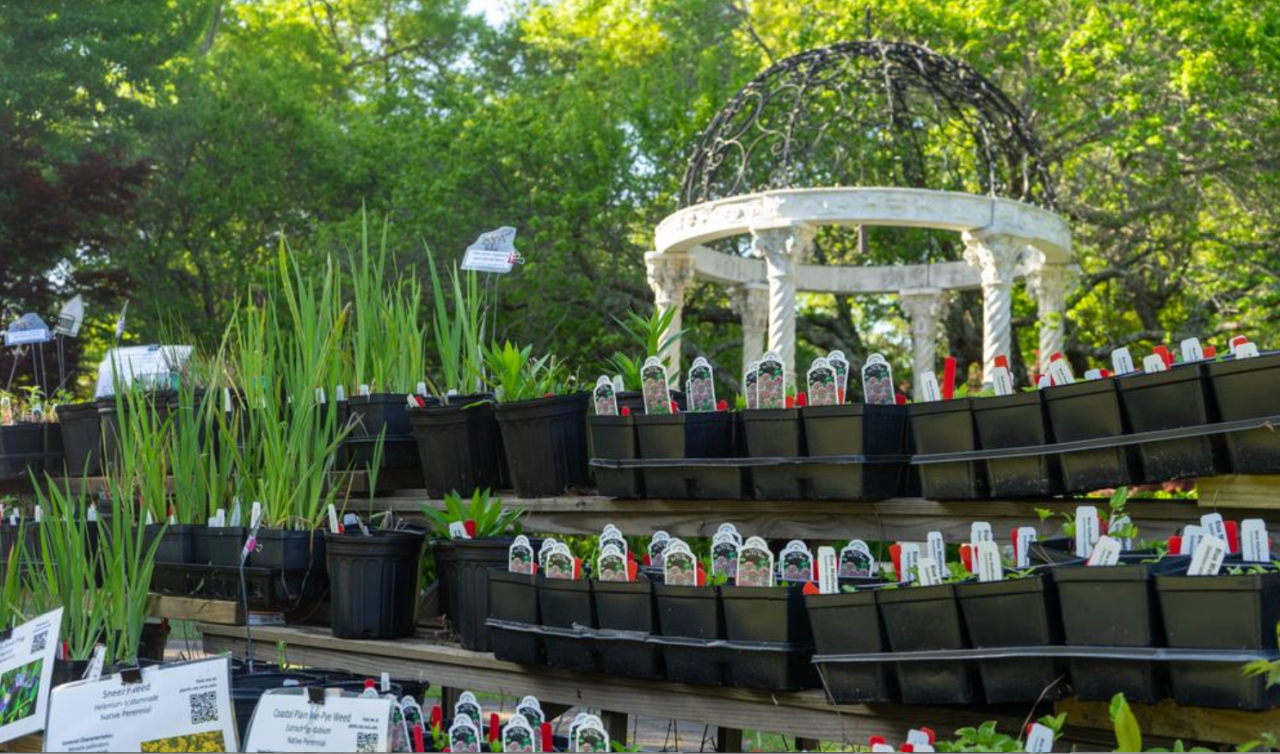 More than 8,000 plant varieties will be available for purchase at the Master Gardener Volunteer Association's 39th annual plant sale April 16-19 at the New Hanover County Arboretum and N.C. Cooperative Extension in Wilmington. Photo: N.C. Cooperative Extension