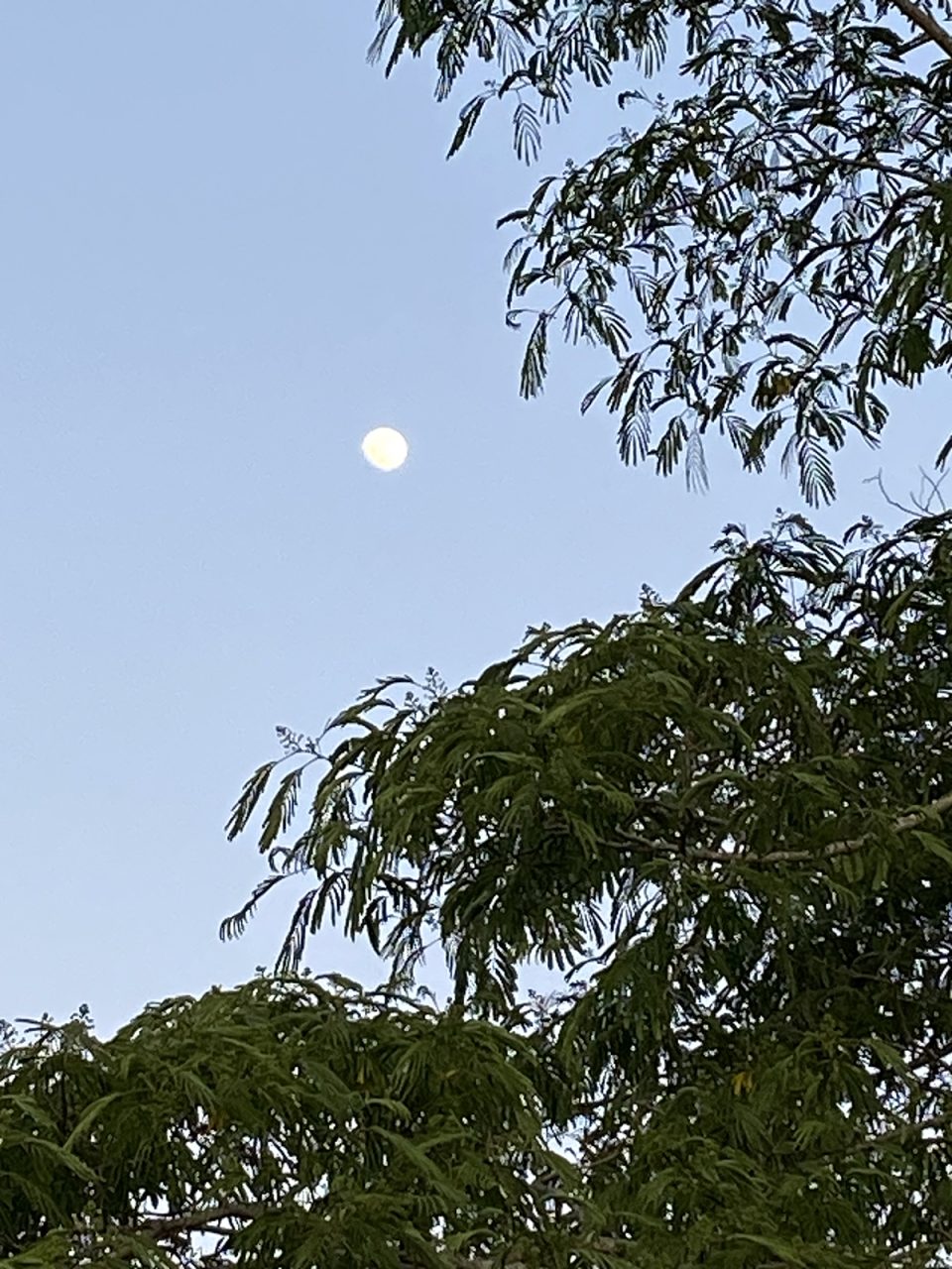 A waxing gibbous moon on May 20, 2024, is framed by earthly mimosa branches. Photo: Heidi Skinner