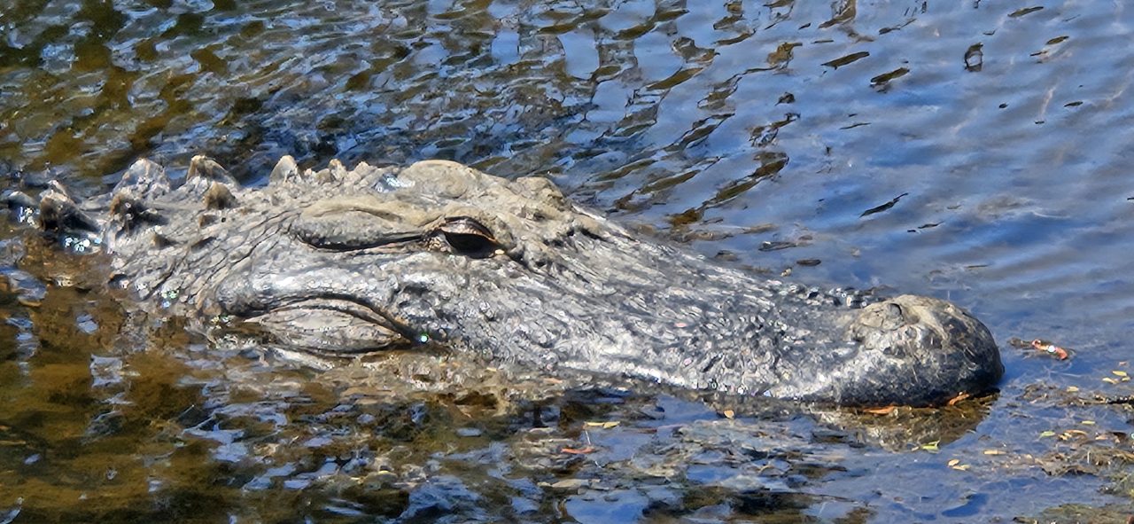  A male alligator estimated to stretch about 10 feet long was spotted a few weeks ago in what has become his annual visit in a park in Brunswick County during breeding season. N.C. Wildlife Resources Commission officials remind residents and tourists to practice coexisting methods and allow the gator to "move without any need to interfere." Photo: NCWRC