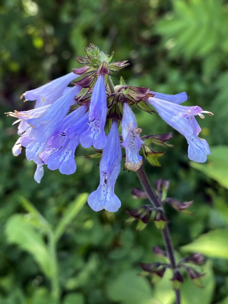 Lyreleaf sage (Salvia lyrata) blossoms. Photo: Heidi Skinner