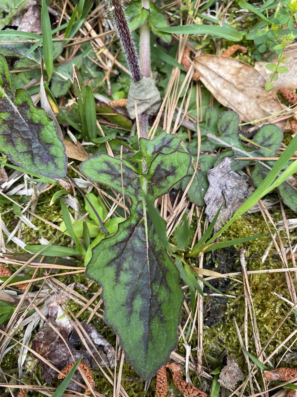 Lyreleaf sage leaves. Guess where it gets its name. Photo: Heidi Skinner
