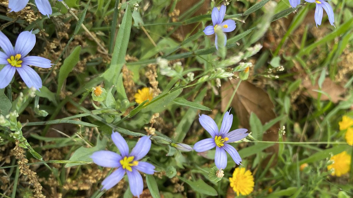 Tiny Blue eyed grass (Sisyrinchium angustifolium) isn't a grass at all. It's a member of the lily family, but it sure is a cutie. Photo: Heidi Skinner