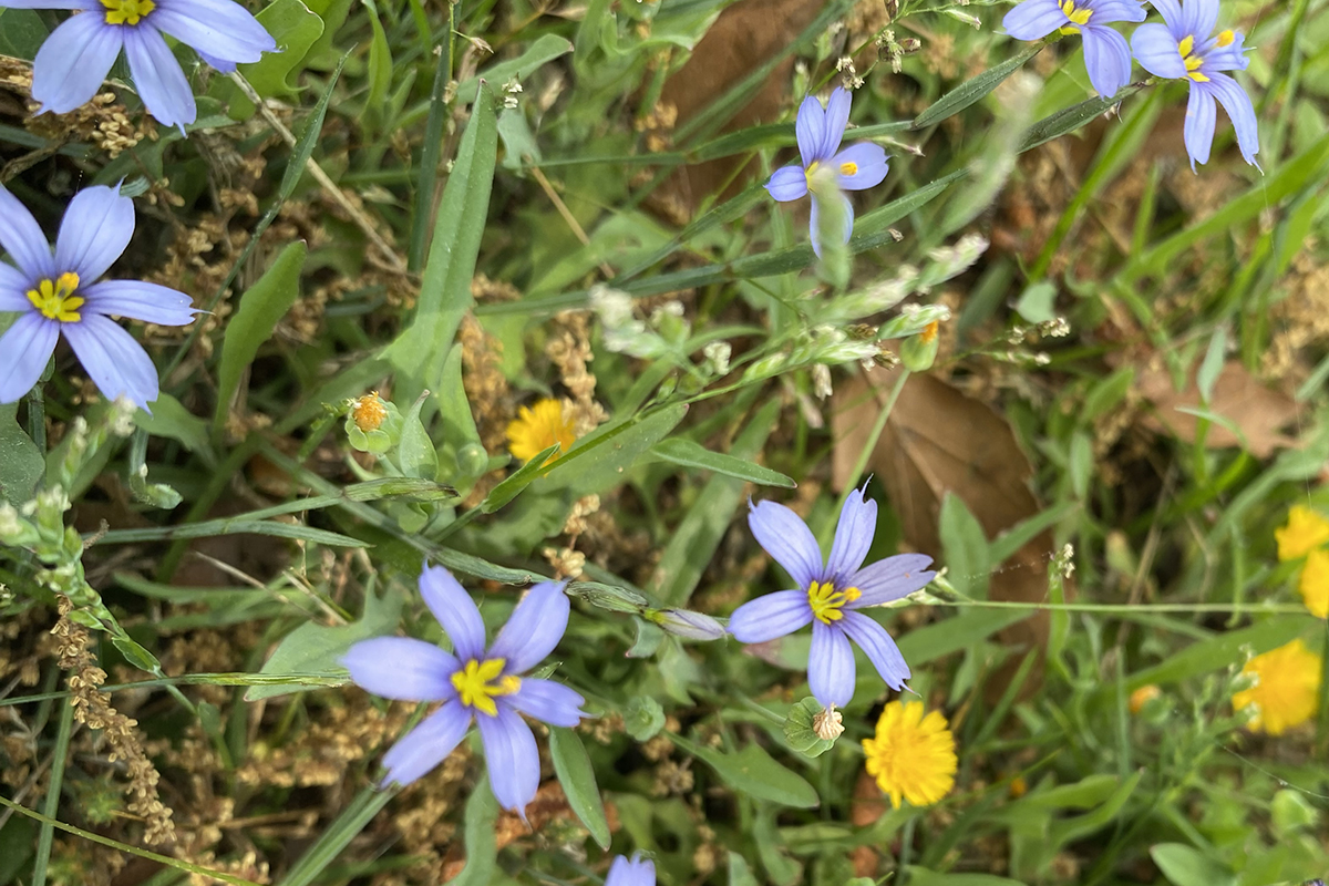 Tiny Blue eyed grass (Sisyrinchium angustifolium) isn't a grass at all. It's a member of the lily family, but it sure is a cutie. Photo: Heidi Skinner