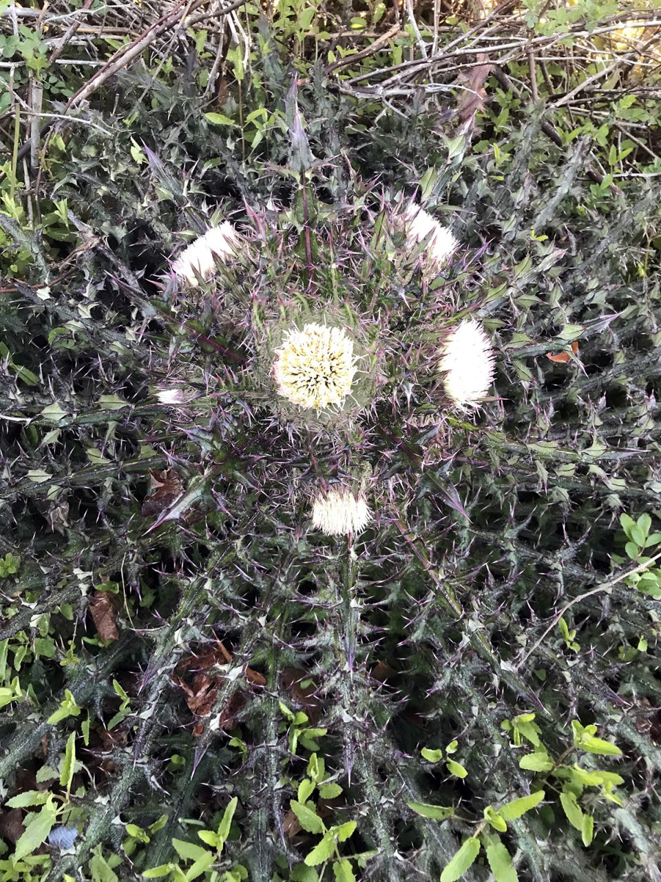 Looking like an intricate mathematical equation, yellow thistle (Cirsium horridulum) holds a dangerous beauty. Photo: Heidi Skinner