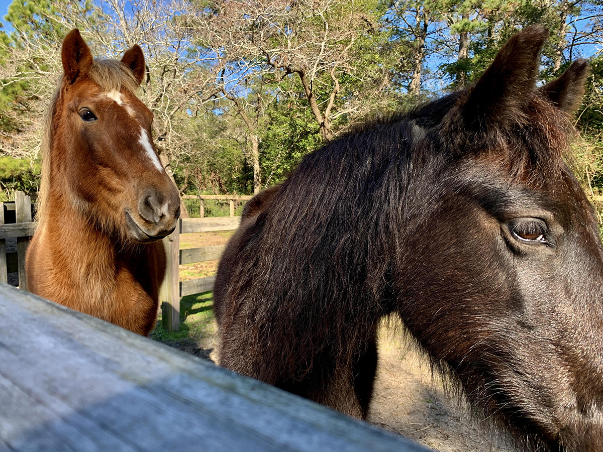 Grace, left, and Rainbow are Island Farm's two Banker horses that live on site. Photo: Island Farm