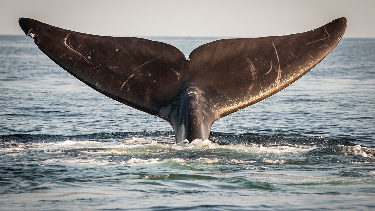 A North Atlantic right whale (Eubalaena glacialis) in the Gulf of Saint Lawrence, Canada. Photo: Nick Hawkins/Oceana