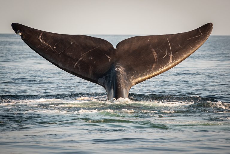 I grew up on this coast; I won’t watch right whales disappear