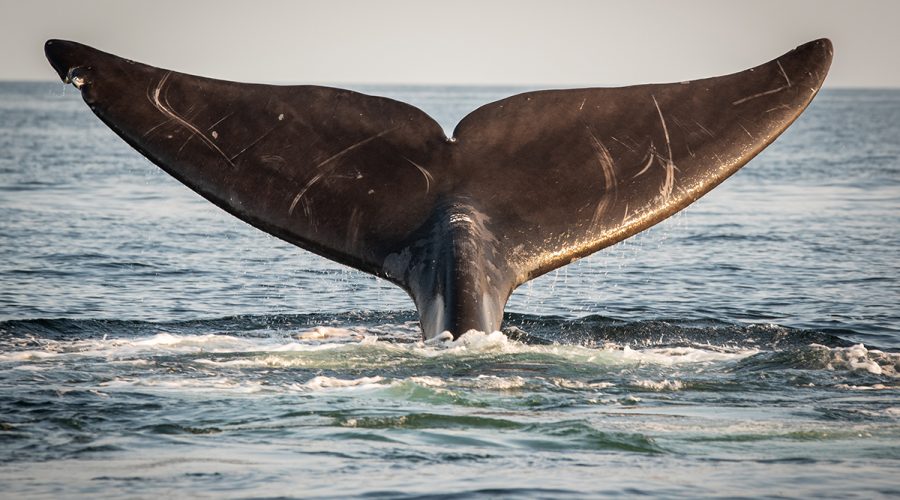 A North Atlantic right whale (Eubalaena glacialis) in the Gulf of Saint Lawrence, Canada. Photo: Nick Hawkins/Oceana