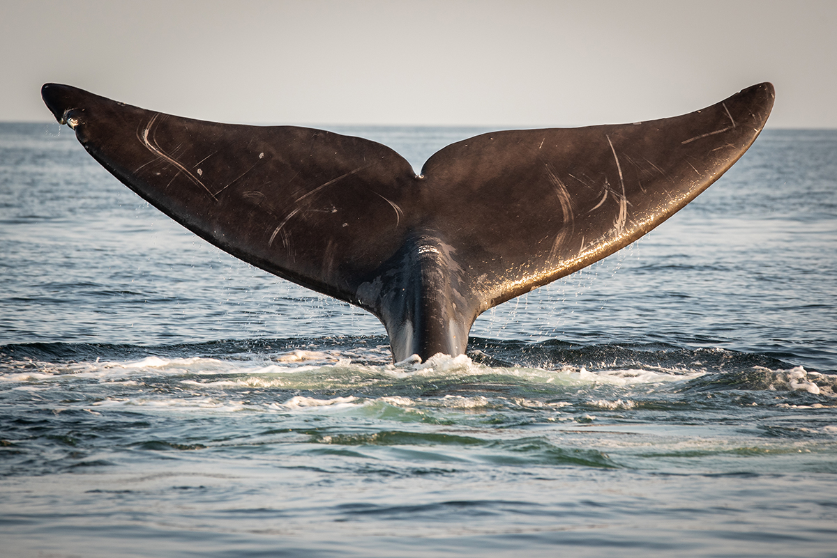 I grew up on this coast; I won’t watch right whales disappear