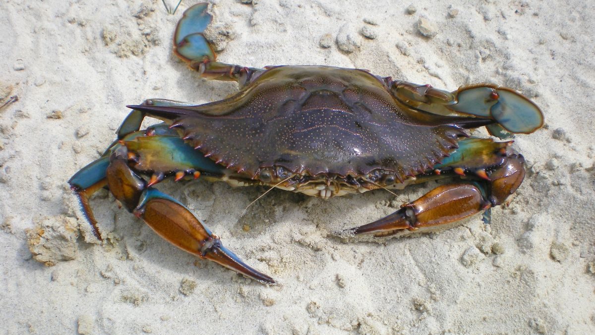 The N.C. Division of Marine Fisheries is holding a public webinar 6 p.m. Thursday on the development of a new Blue Crab stock assessment. Photo: NCDEQ