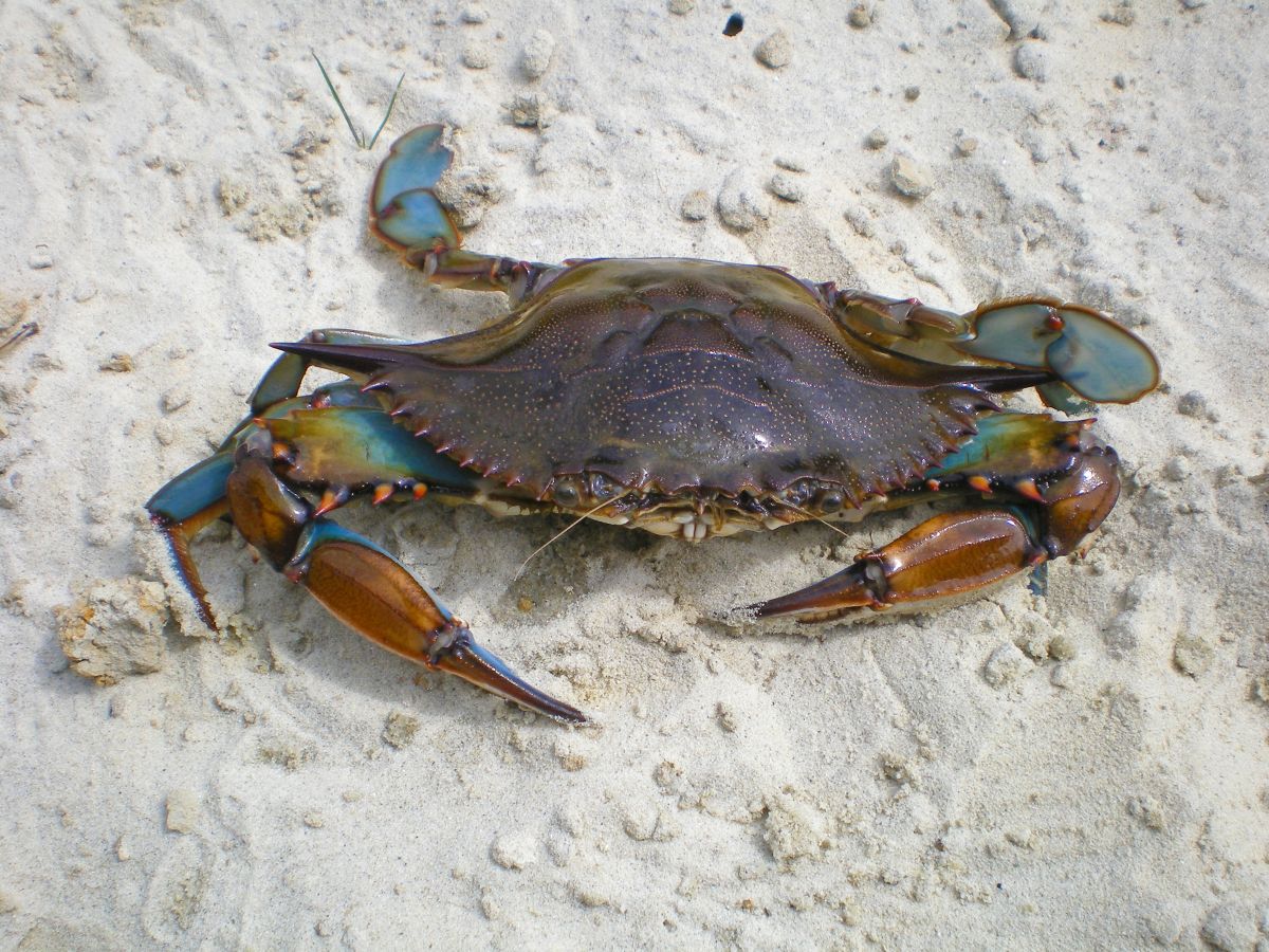 The N.C. Division of Marine Fisheries is holding a public webinar 6 p.m. Thursday on the development of a new Blue Crab stock assessment. Photo: NCDEQ