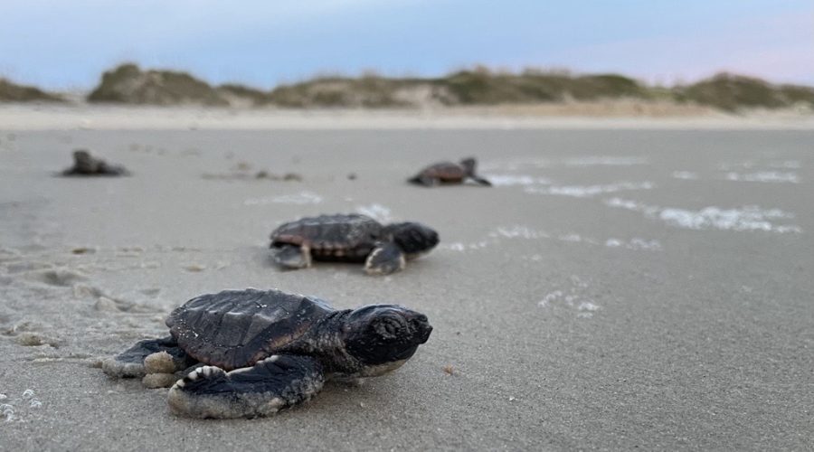 Loggerhead sea turtle hatchlings make their way toward the ocean. Photo: NPS P. Doshkov, social media